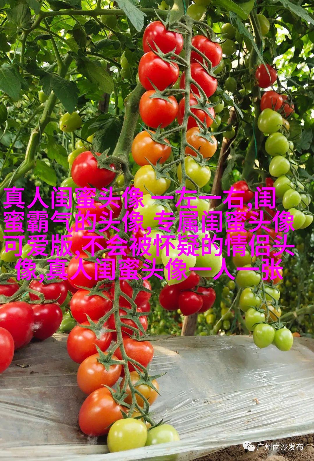 三人姐妹qq头像_专属于姐妹的情谊