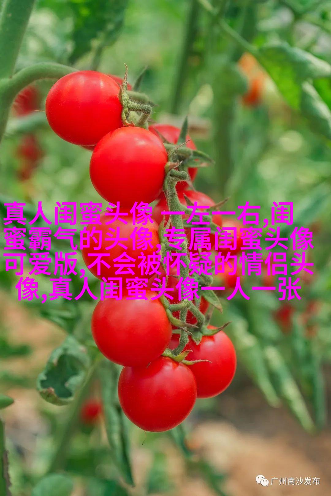 三人姐妹qq头像_专属于姐妹的情谊
